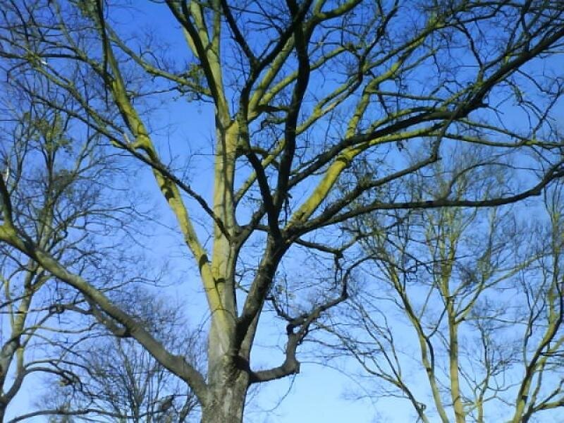 Bare Tree Branches — Blue, Serene, Winter, Photograph, Sky, Brown