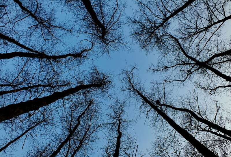 Bare Tree Branches — Blue, Serene, Winter, Photograph, Sky