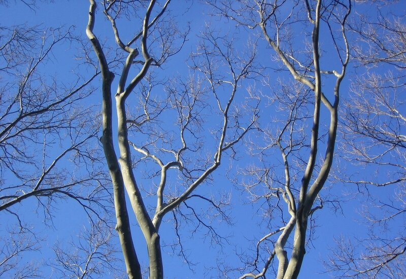 Bare Tree Branches — Blue, Serene, Winter, Photograph
