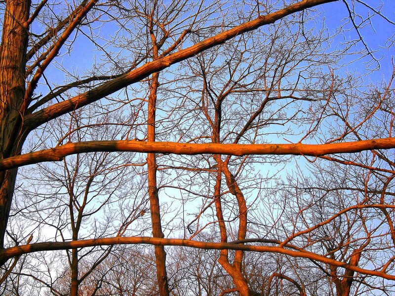 Bare Tree Branches — Blue, Serene, Winter