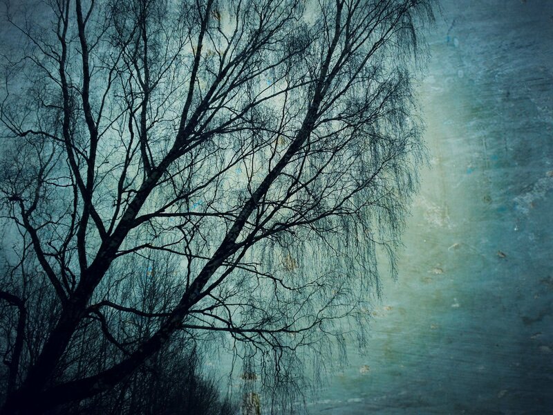 Bare Tree Branches — Blue, Somber