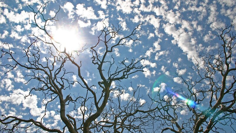 Bare Tree Branches — Blue