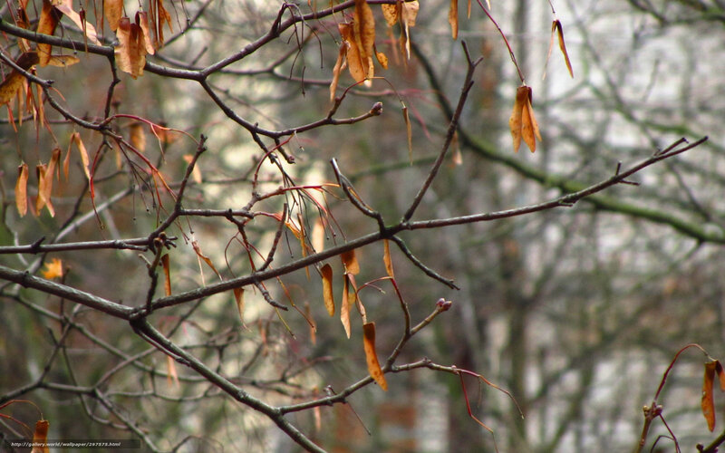 Bare Tree Branches — Brown, Calm, Autumn