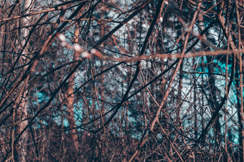 Bare Tree Branches — Brown, Calm, Spring, Photograph, Buds, Sky