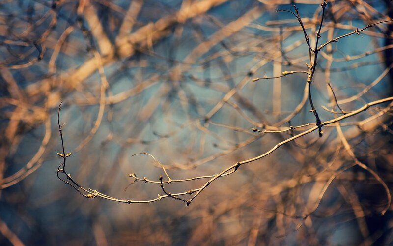 Bare Tree Branches — Brown, Calm, Spring, Photograph, Buds