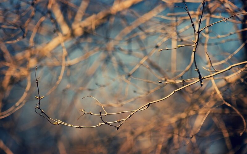 Bare Tree Branches — Brown, Calm, Spring, Photograph