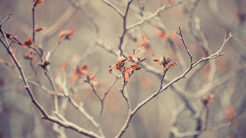 Bare Tree Branches — Brown, Calm, Spring, Photograph, Twigs, Buds, Leaves