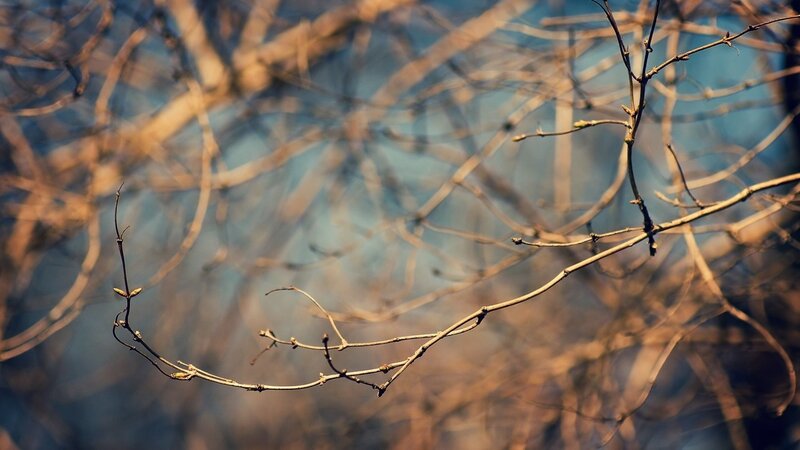 Bare Tree Branches — Brown, Calm, Spring