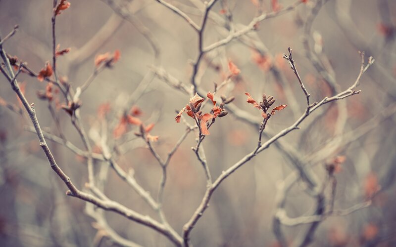 Bare Tree Branches — Brown, Calm