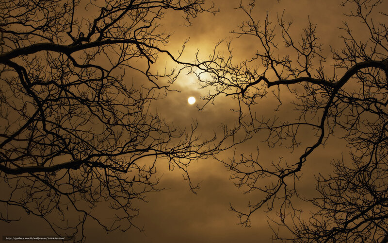 Bare Tree Branches — Brown, Dramatic, Sunset, Photograph, Sun