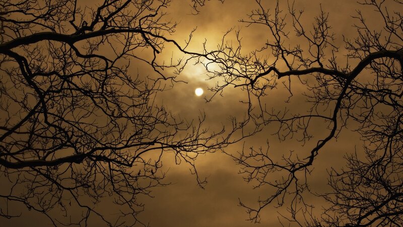 Bare Tree Branches — Brown, Dramatic, Sunset, Photograph