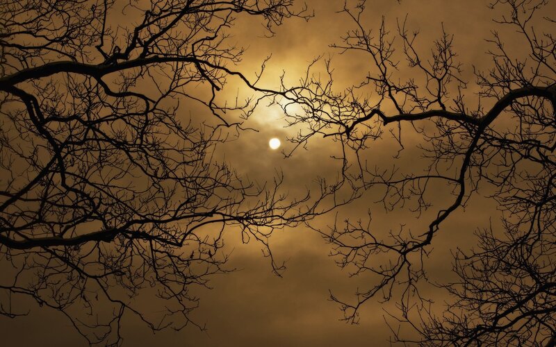 Bare Tree Branches — Brown, Dramatic, Sunset
