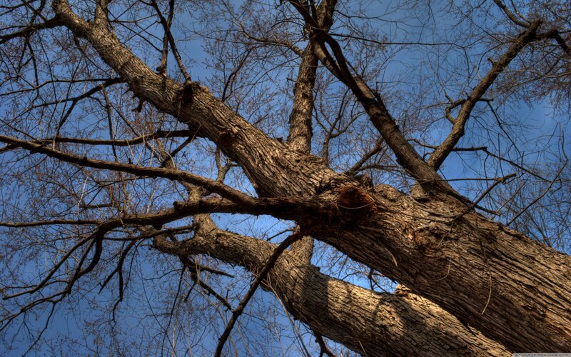 Bare Tree Branches — Brown, Dramatic