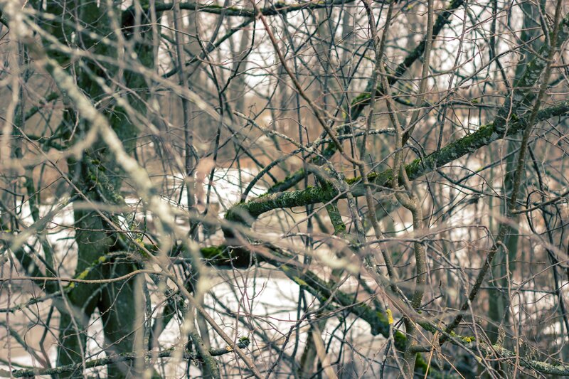 Bare Tree Branches — Brown, Dreary