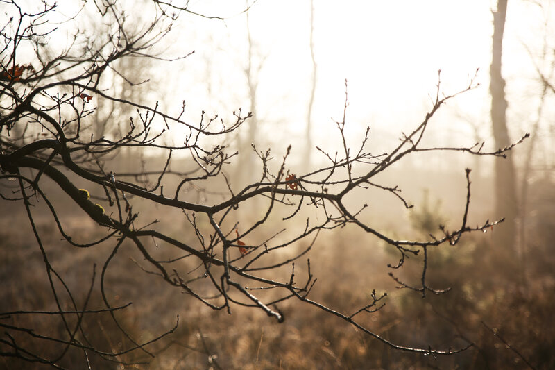 Bare Tree Branches — Brown, Serene, Morning