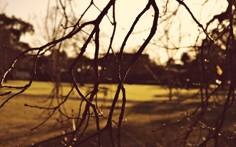 Bare Tree Branches — Brown, Serene, Sunset