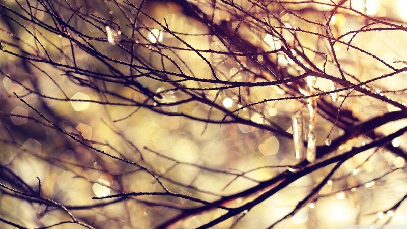 Bare Tree Branches — Brown, Serene