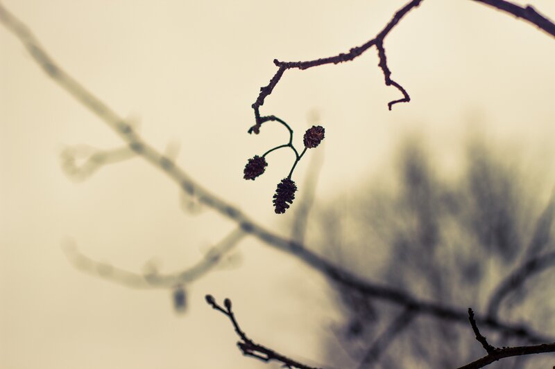 Bare Tree Branches — Brown, Serene, Winter