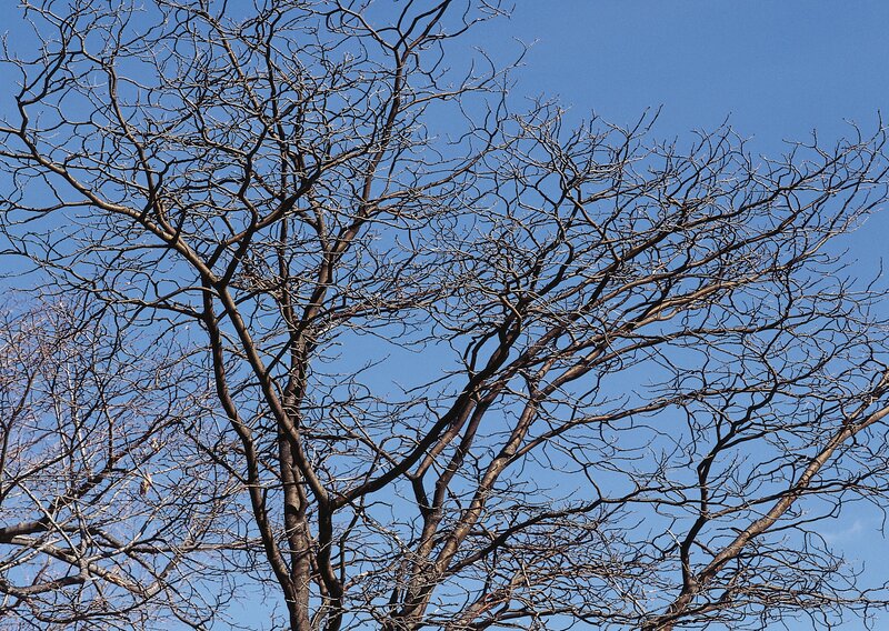 Bare Tree Branches — Calm