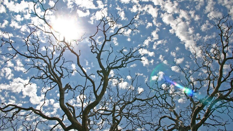 Bare Tree Branches — Dramatic