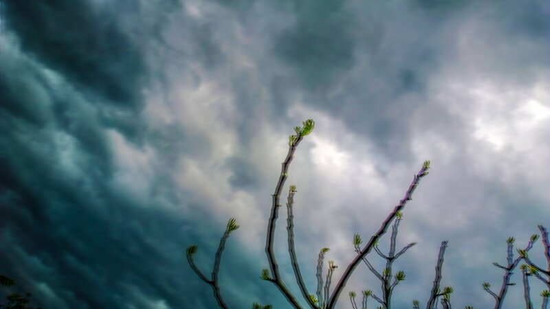 Bare Tree Branches — Gray, Dramatic