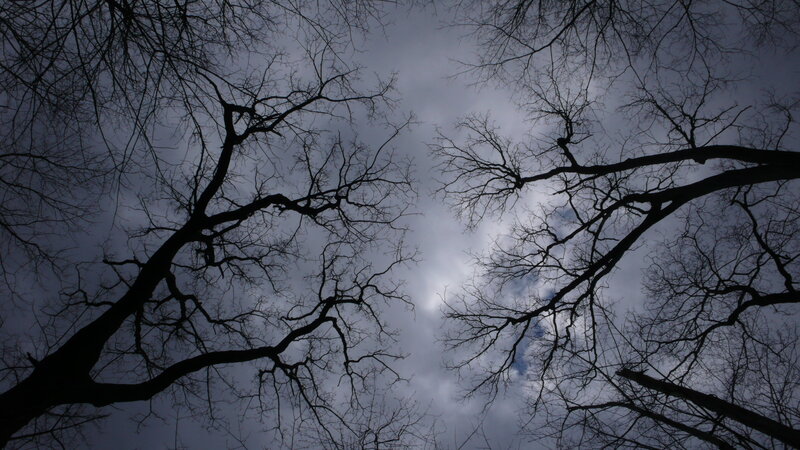 Bare Tree Branches — Gray, Dramatic, Winter