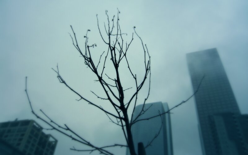Bare Tree Branches — Gray, Dreary
