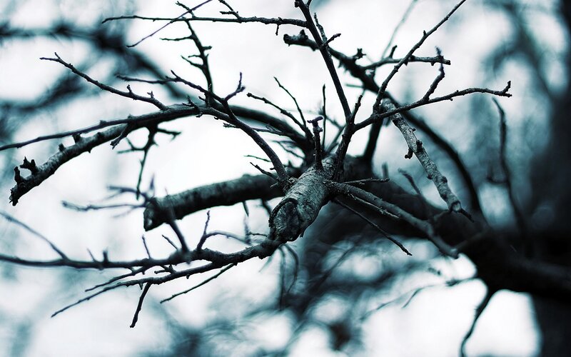 Bare Tree Branches — Gray, Dreary, Winter