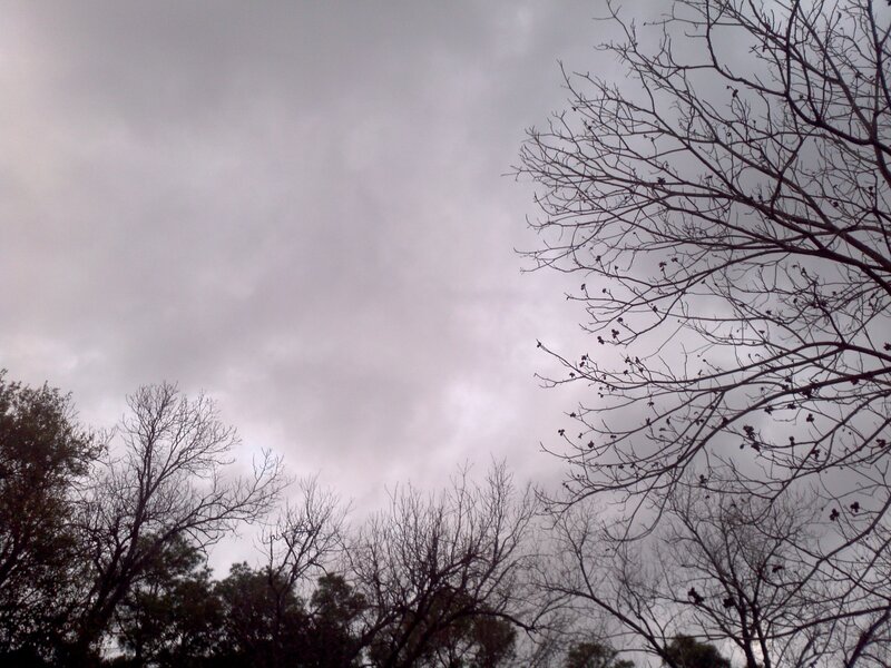 Bare Tree Branches — Gray, Gloomy