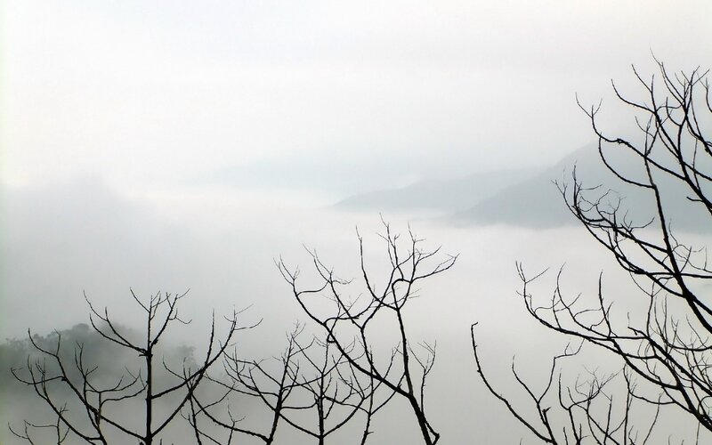 Bare Tree Branches — Gray, Misty, Morning