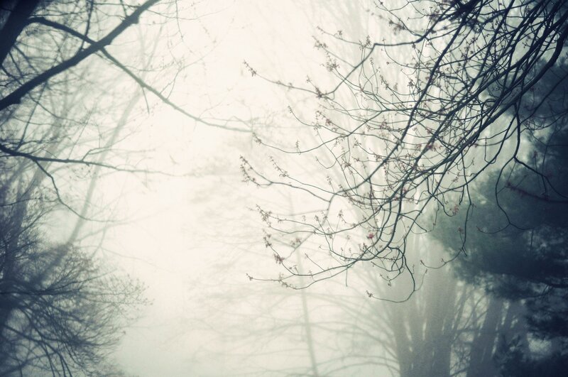 Bare Tree Branches — Gray, Misty, Spring