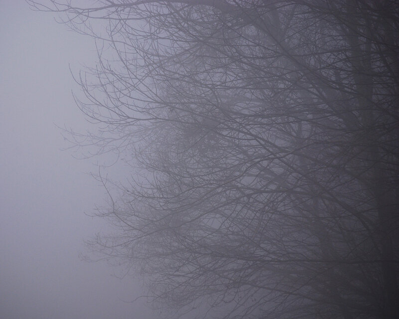 Bare Tree Branches — Gray, Misty