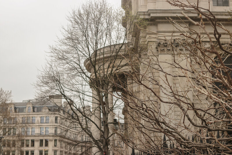 Bare Tree Branches — Gray, Overcast