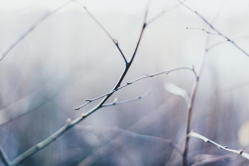 Bare Tree Branches — Gray, Serene