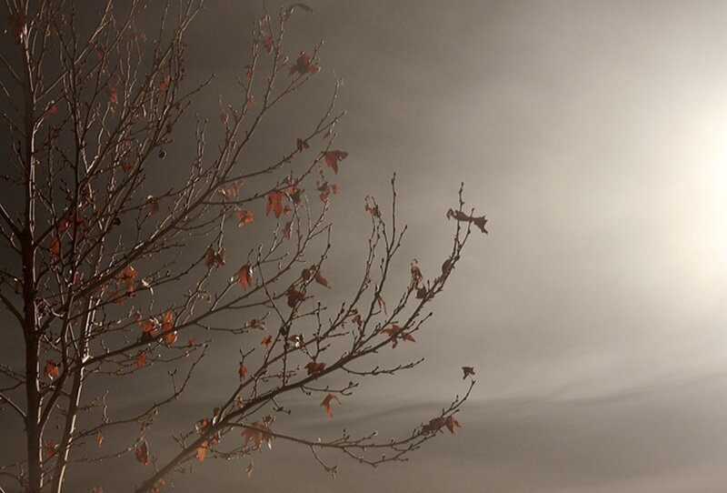 Bare Tree Branches — Gray, Somber, Autumn