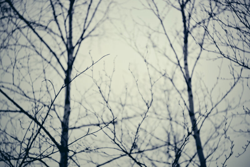 Bare Tree Branches — Gray, Somber