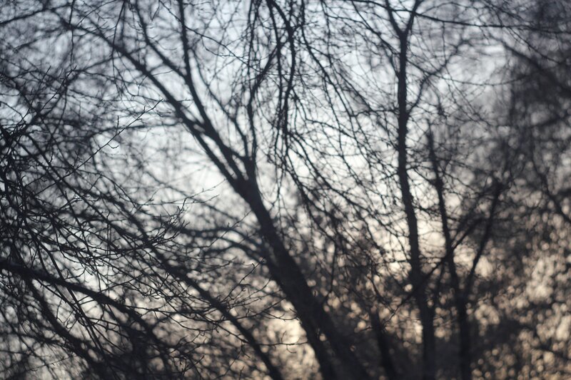 Bare Tree Branches — Gray, Somber, Winter