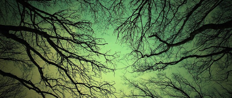 Bare Tree Branches — Green, Dramatic, Night