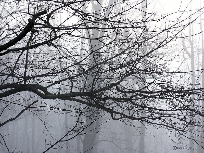 Bare Tree Branches in Fog