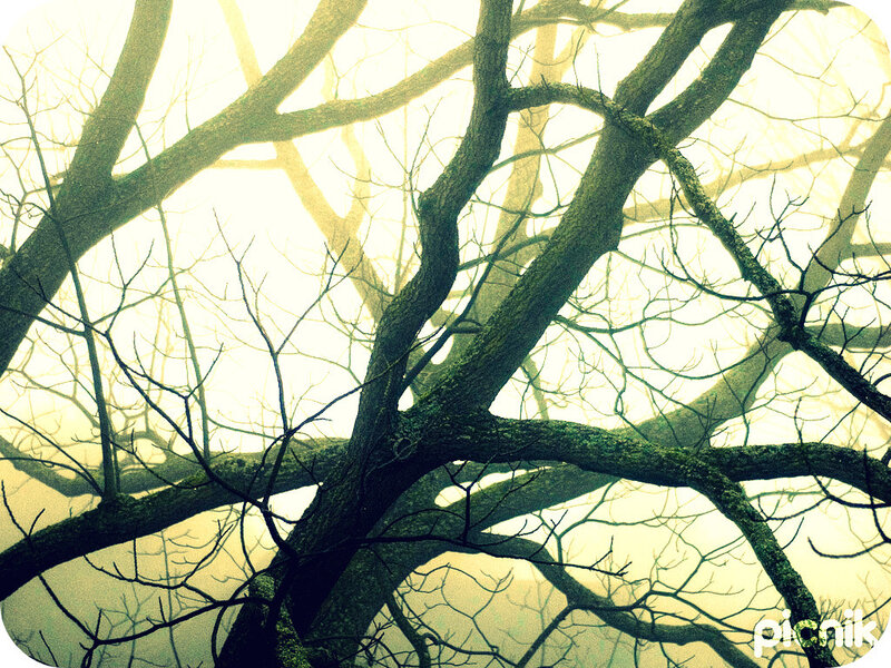 Bare tree branches in mist