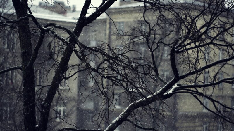 Bare Tree Branches in Snow