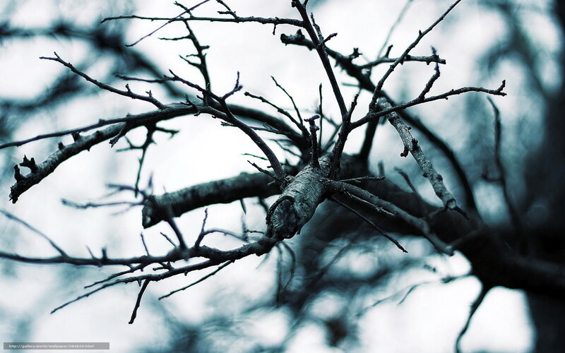Bare tree branches in winter