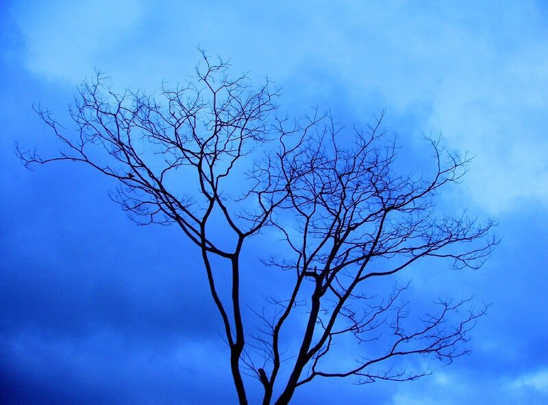 Bare Tree Branches — Night