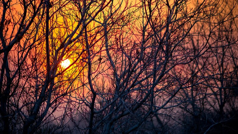Bare Tree Branches — Orange, Dramatic, Sunset, Photograph, Sun