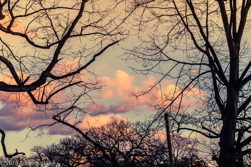 Bare Tree Branches — Orange, Dramatic, Sunset, Photograph