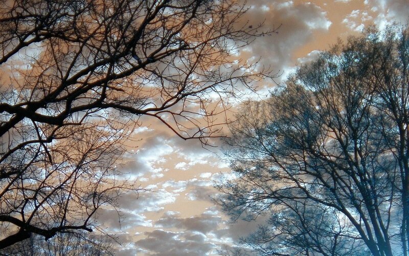 Bare Tree Branches — Orange, Dramatic, Sunset