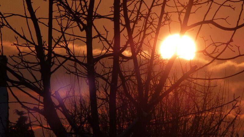 Bare Tree Branches — Orange, Dramatic
