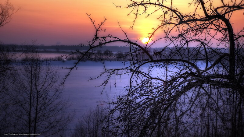 Bare Tree Branches — Orange, Serene, Sunset