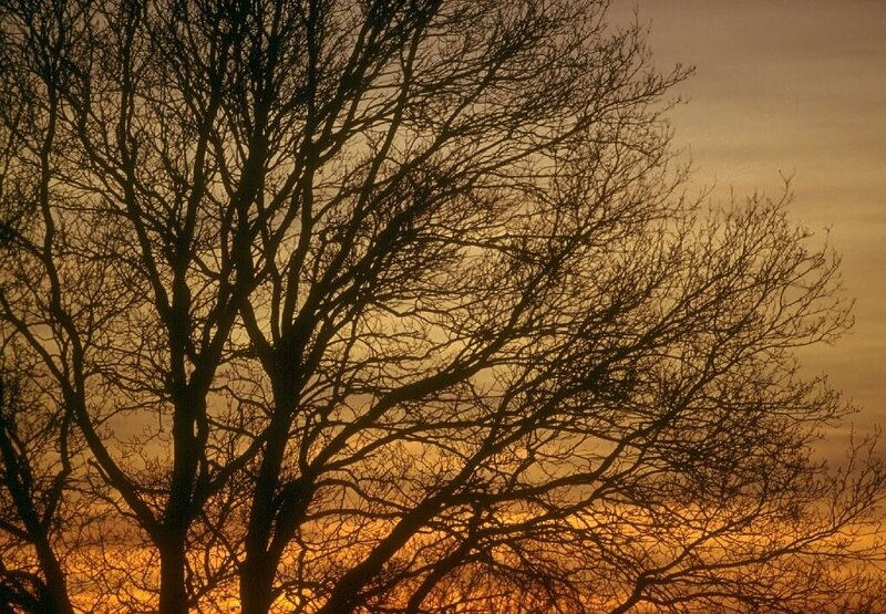 Bare Tree Branches — Orange