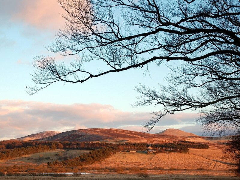 Bare Tree Branches over Hills